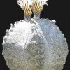 astrophytum miriostigma huizache