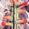 borzicactus cleistocactus fieldianus