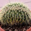 echinocactus grusonii crest