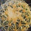 echinocactus grusonii cv krauskopf v intertextus