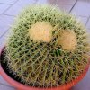 echinocactus grusonii dicotomico 