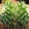 echinocactus grusonii dicotomico f setispinus