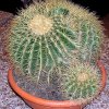 echinocactus grusonii dicotomico