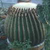 echinocactus grusonii1