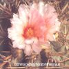 echinocactus horizonthalonius
