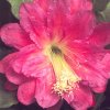 epiphyllum lasting beauty