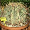 ferocactus covillei1