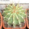ferocactus echidne rafaelensis