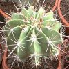 ferocactus flavovirens