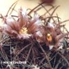 ferocactus fordii
