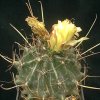 ferocactus hamatacanthus sinuatus