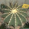 ferocactus schwartzii