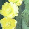 opuntia brasiliensis fiore