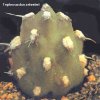 tephrocactus zehnderi