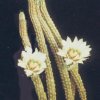 wilcoxia leucanthus