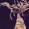 monadenium montanum rubellum