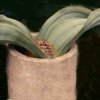 welwitschiaceae